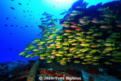 Top deck with Cardinal fish Mauritius shipwreck Canon EOS 7D by Jean-Yves Bignoux 